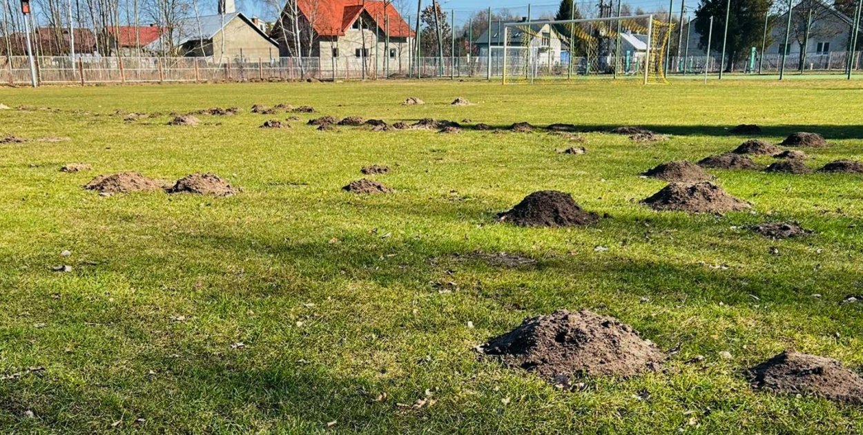 Krety zniszczyły boisko. Klub zamyka obiekt