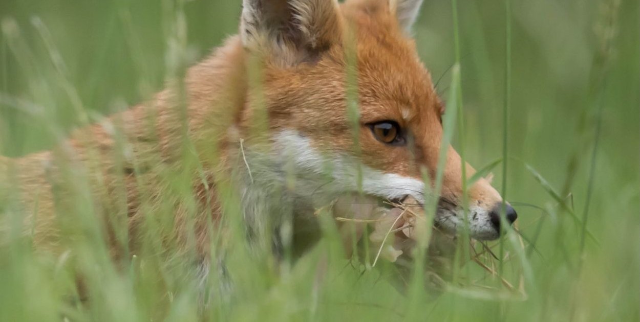 W kwietniu w regionie duża akcja szczepienia lisów